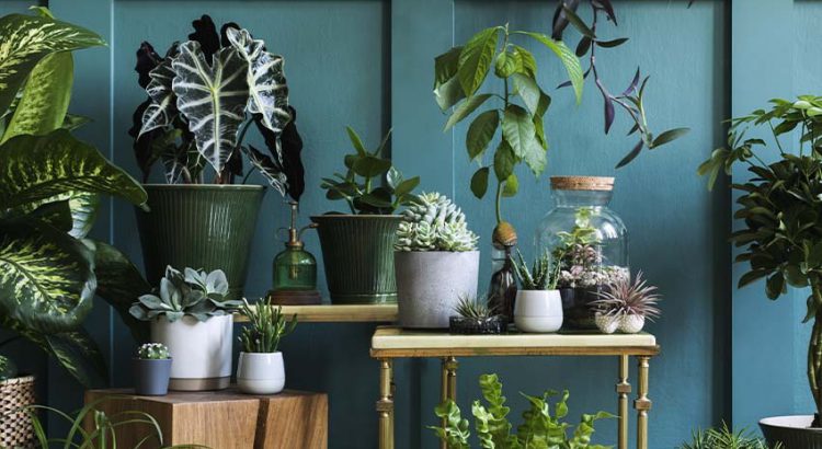 Prepare your plants for vacation