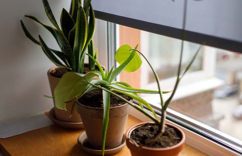 Prepare your plants for vacation