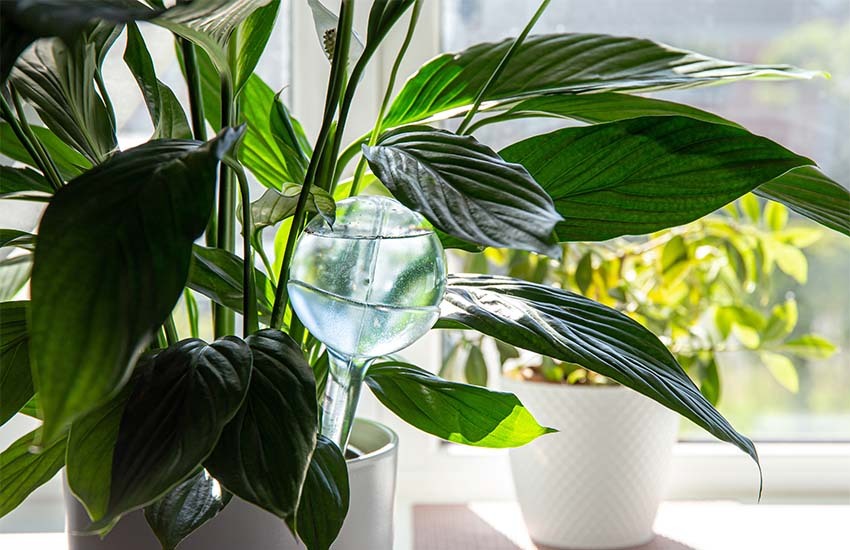 Prepare your plants for vacation