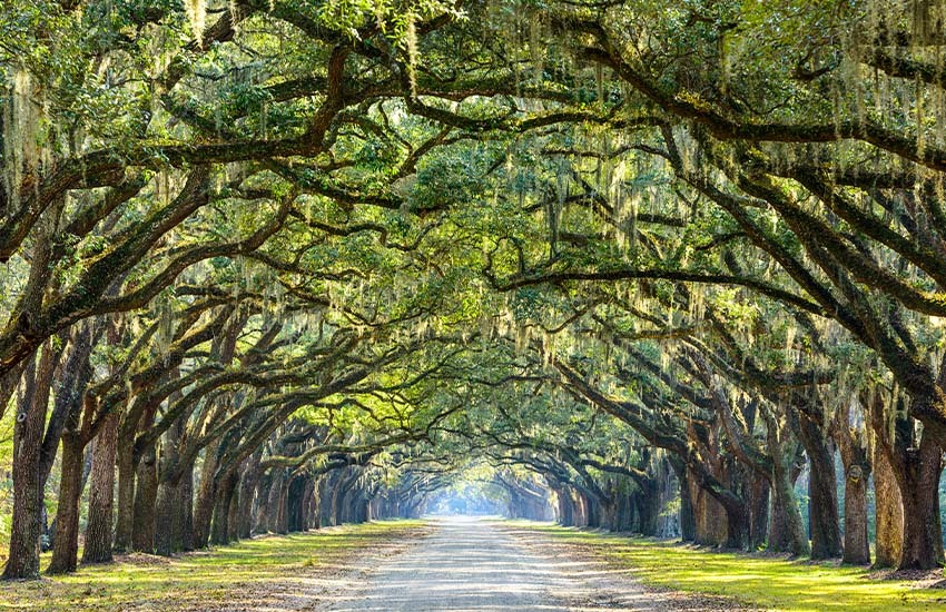 Plan a trip to Savannah