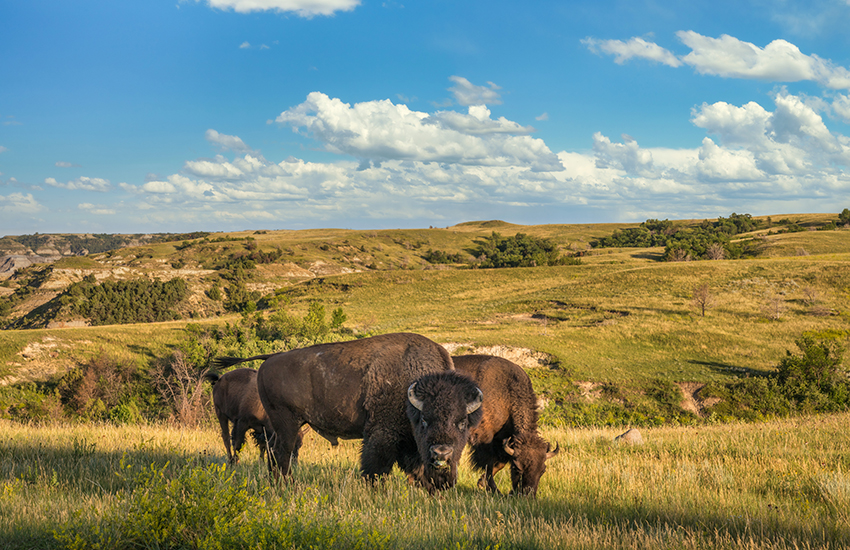Theodore Roosevelt National Park